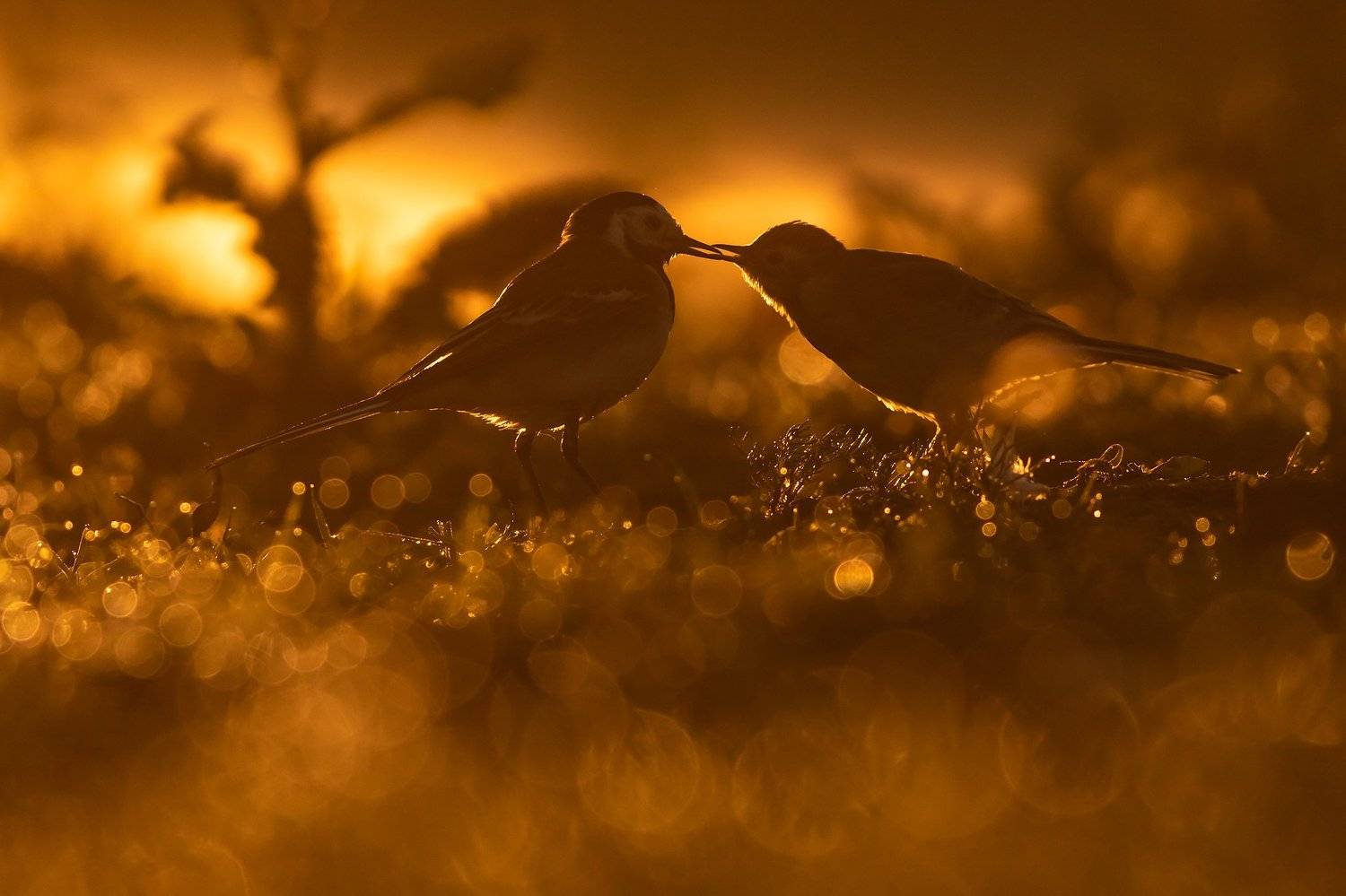 , Łukasz Sok&oacute;ł