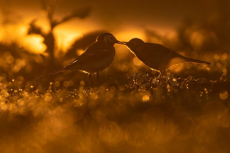 Feeding time! фото превью