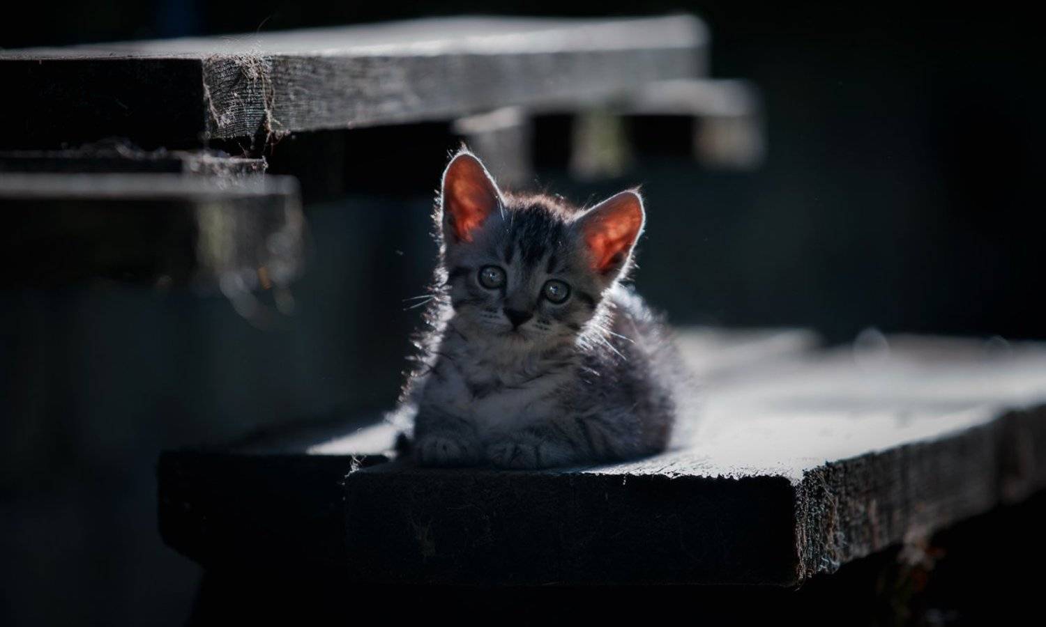 , Баранов Олег