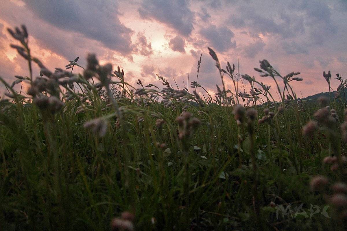 пейзаж закат поле июнь, Шангареев Марс