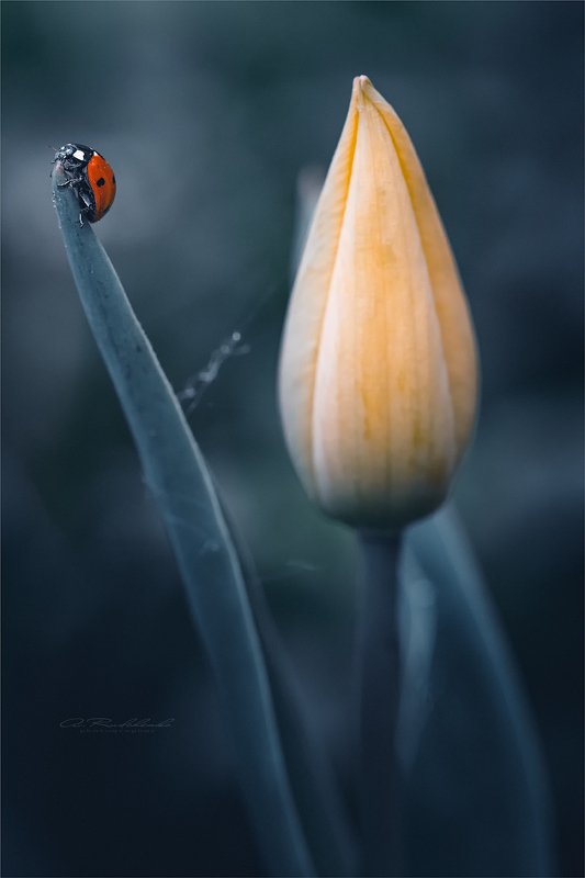 Гюльчатай, открой личико! фото превью