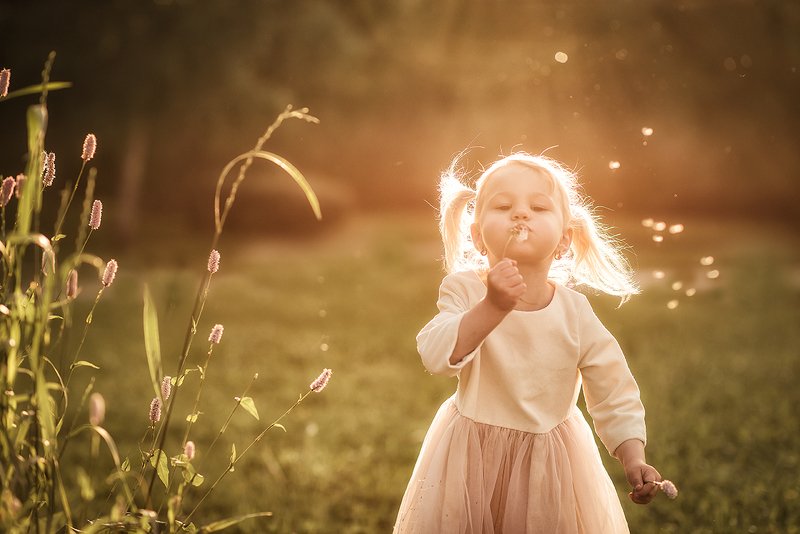 Одуванчик полевой, необыкновенный фото превью