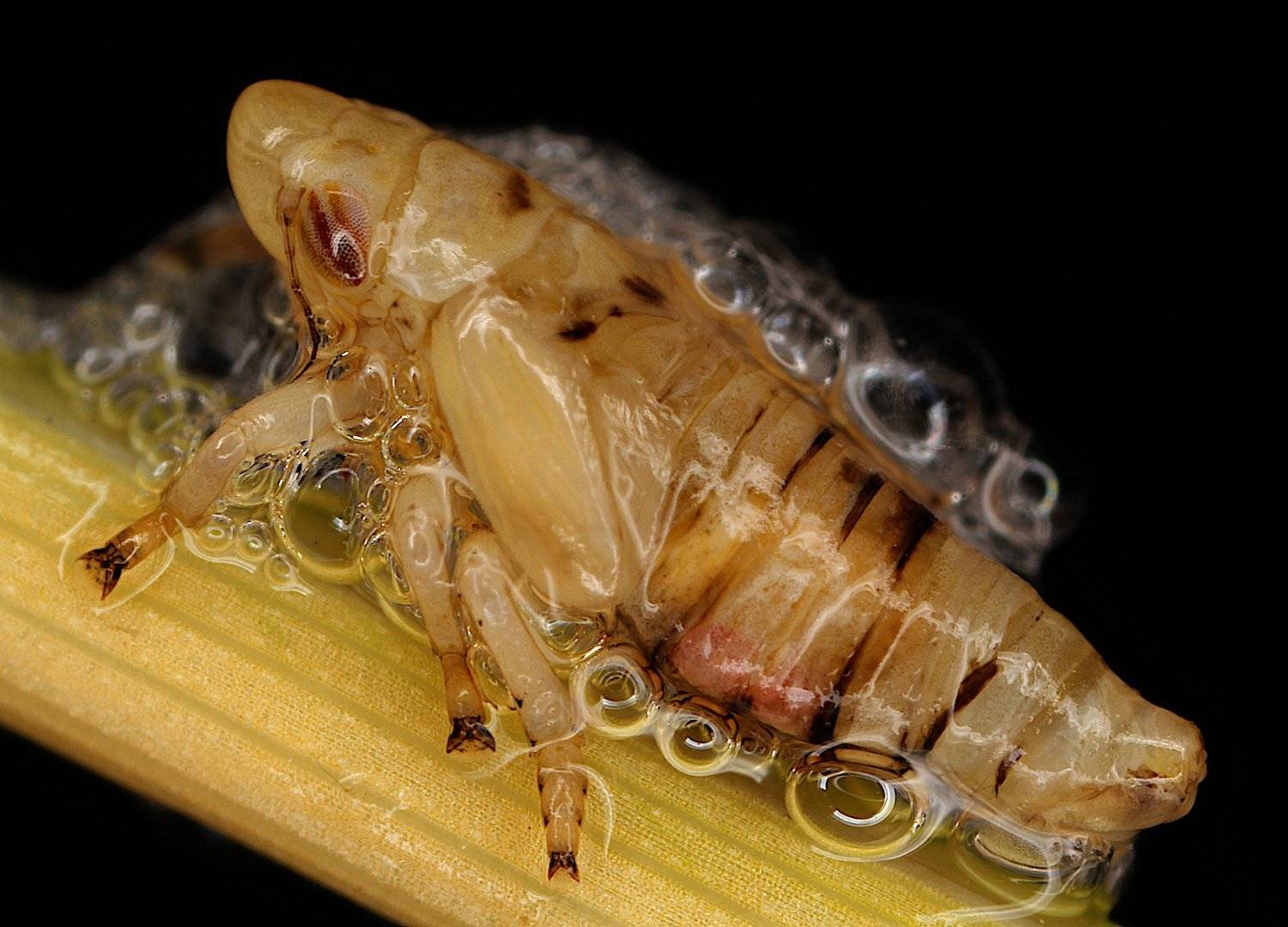 пенница, слюнявая, Александр Зорин