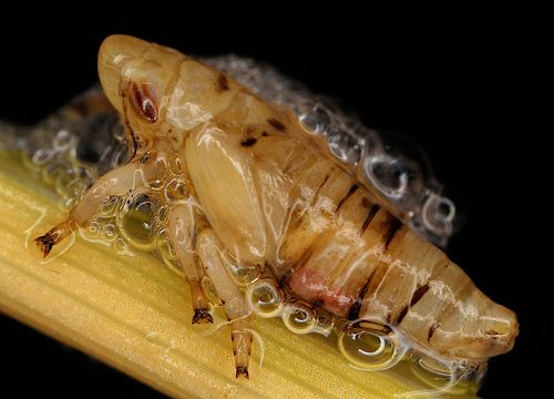 Philaenus spumarius