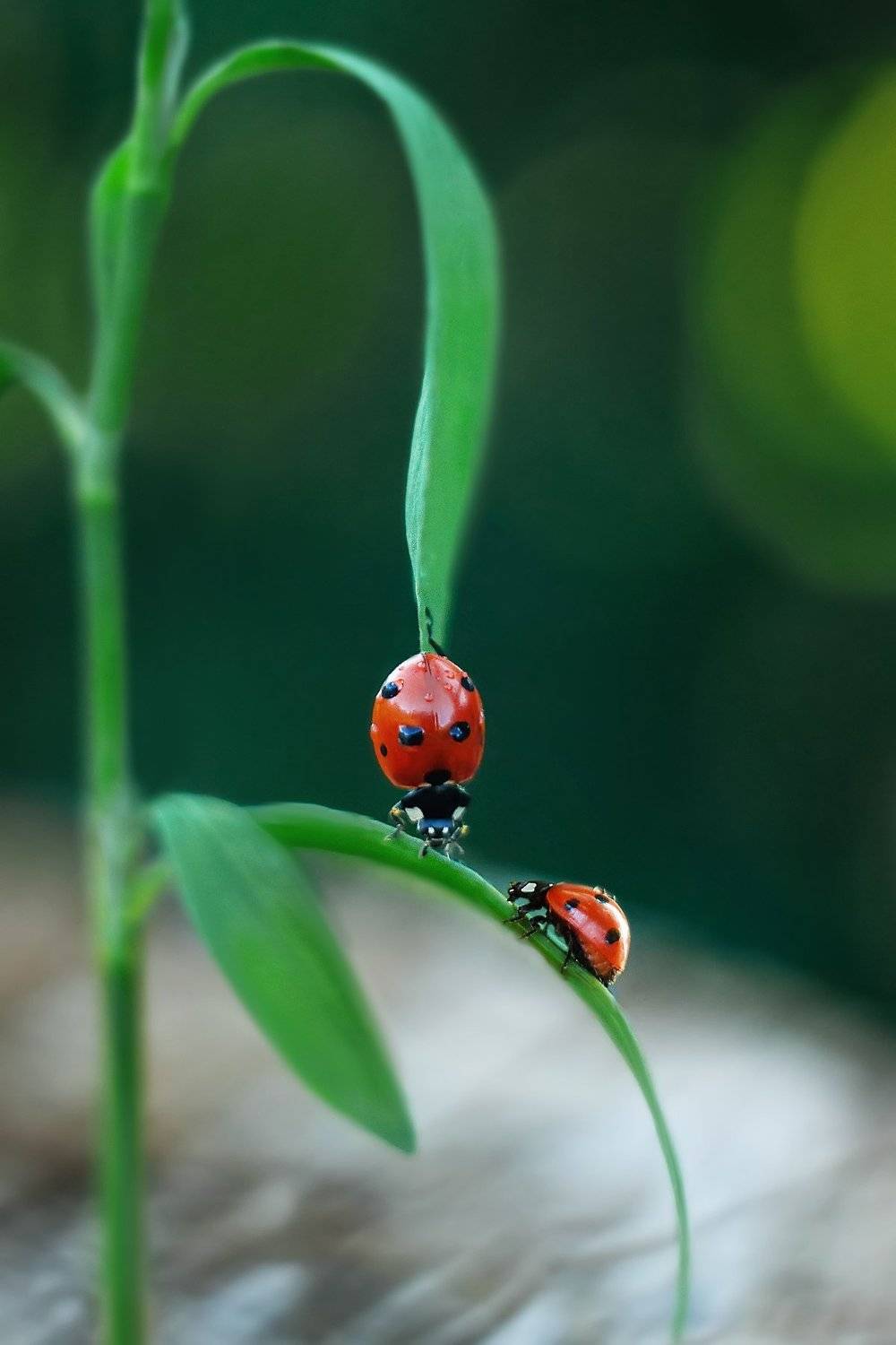 , Анастасия Колесникова