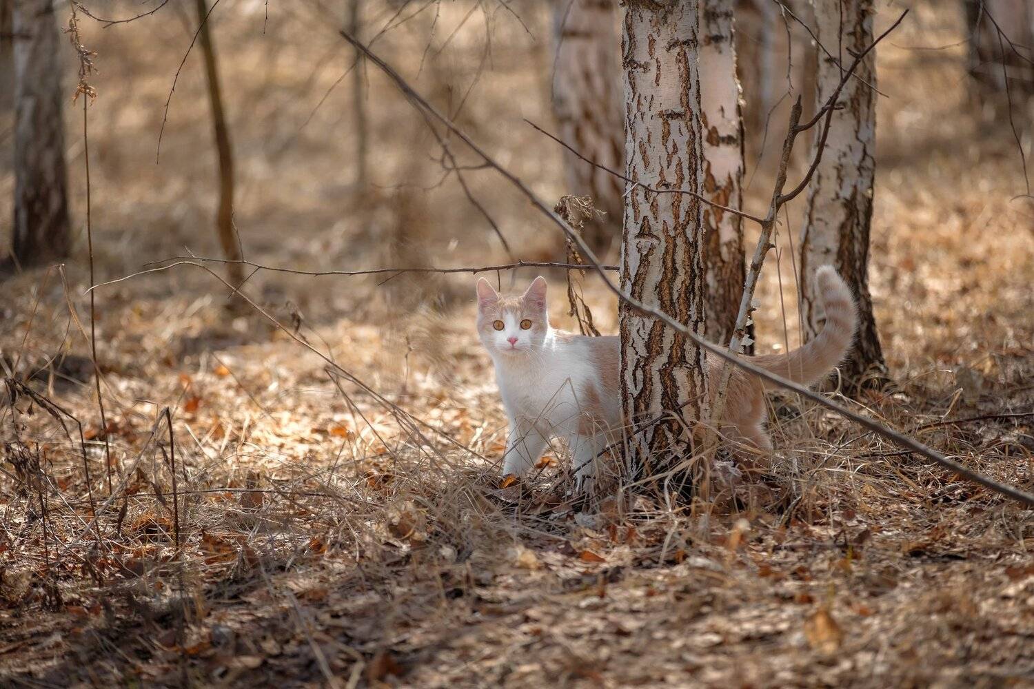 кот, лес, солома, ветки, палевый, пейзаж, иннополис, желтый, Андрей Чиж