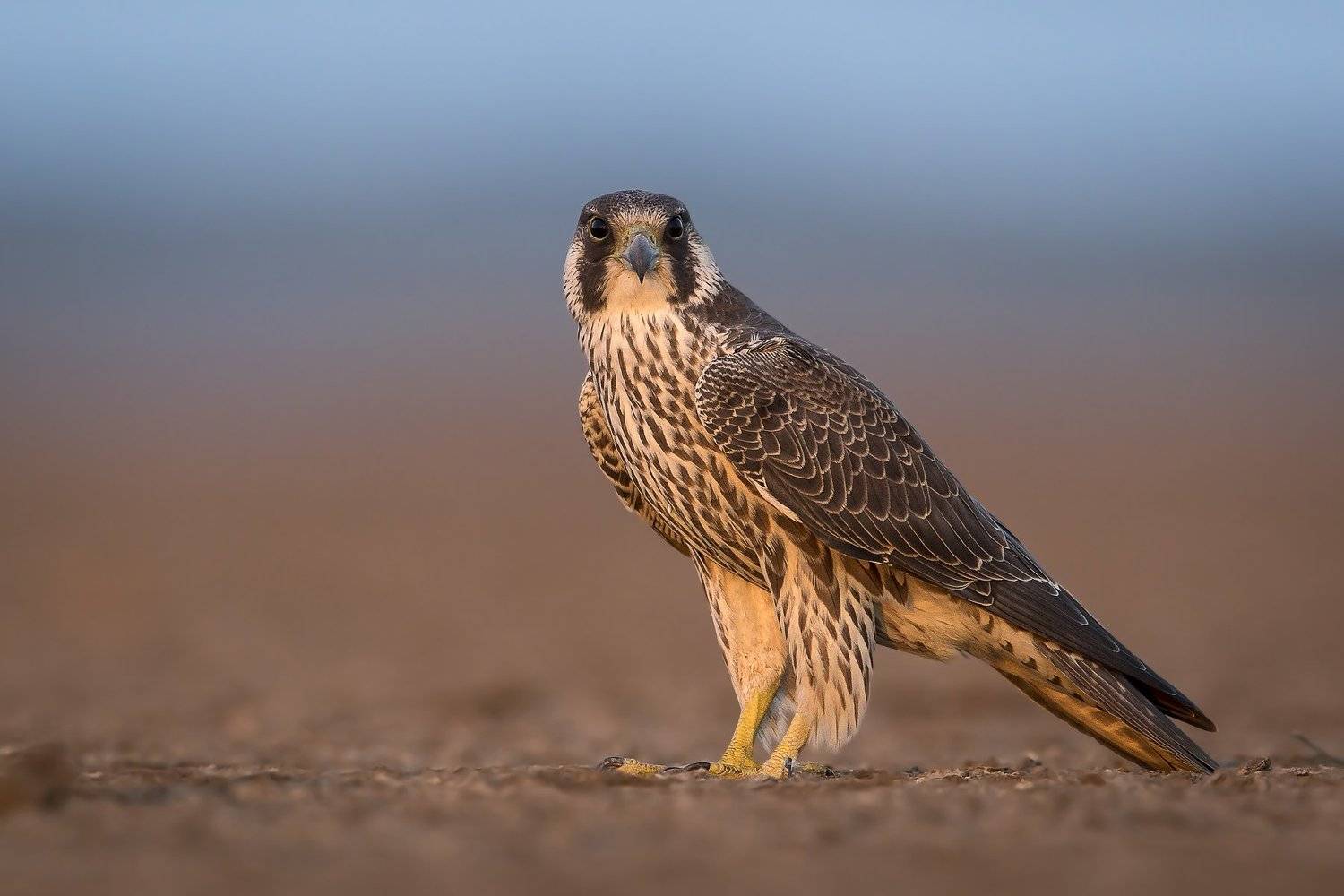 animals,birds,wild,wildlife,nature,falcon,thebest,raptor, Sambath Subbaiah