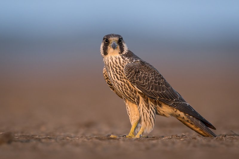 animals,birds,wild,wildlife,nature,falcon,thebest,raptor Falcon in last light фото превью