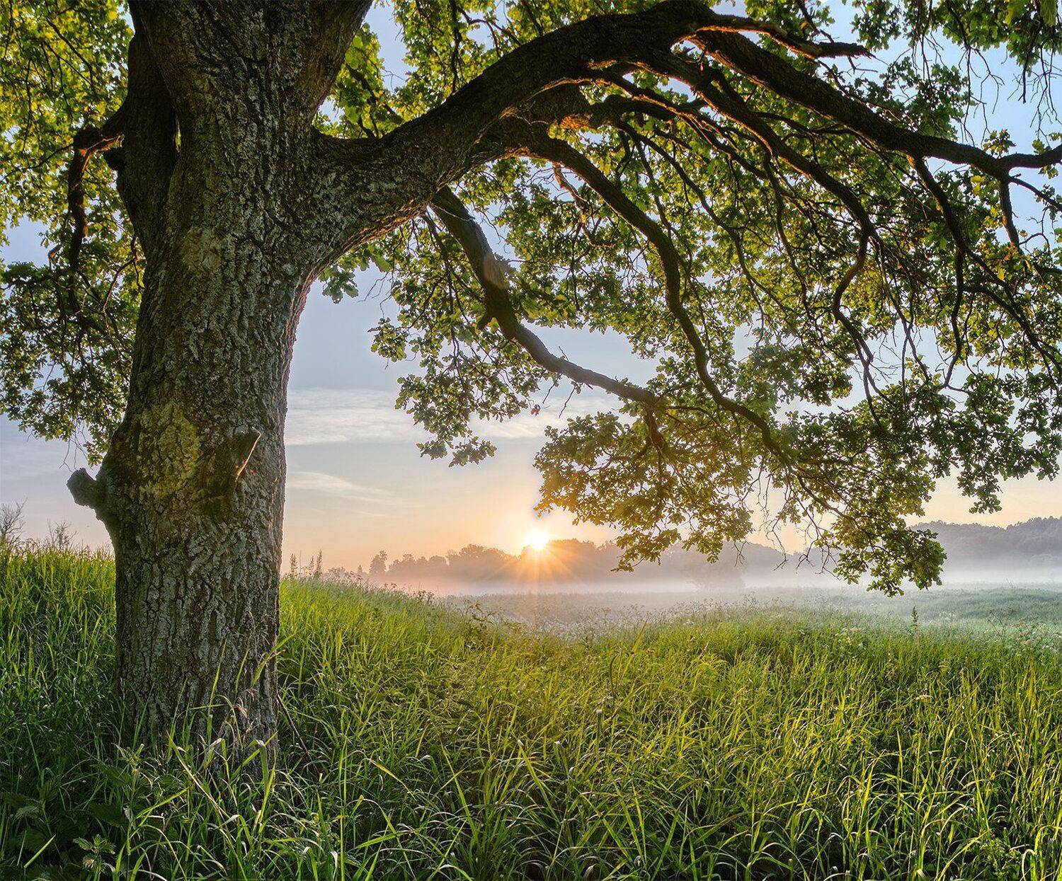 , Николай Андреев