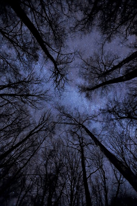 fairy night фото превью