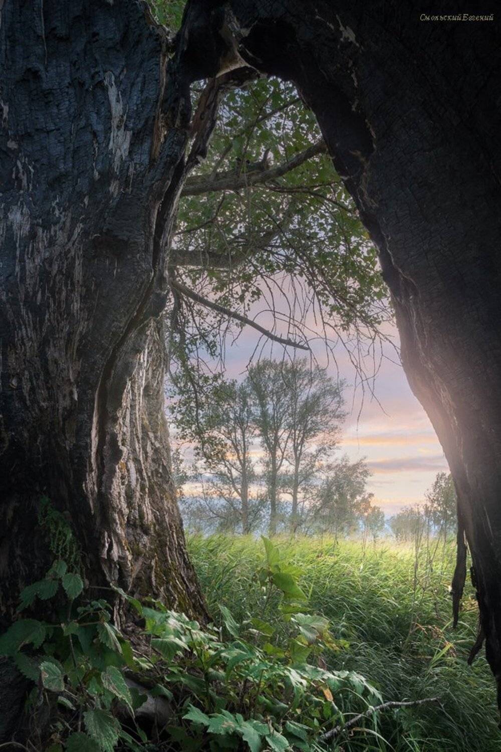 лето, закат, поле, тополь, поляна, ствол, Смольский Евгений