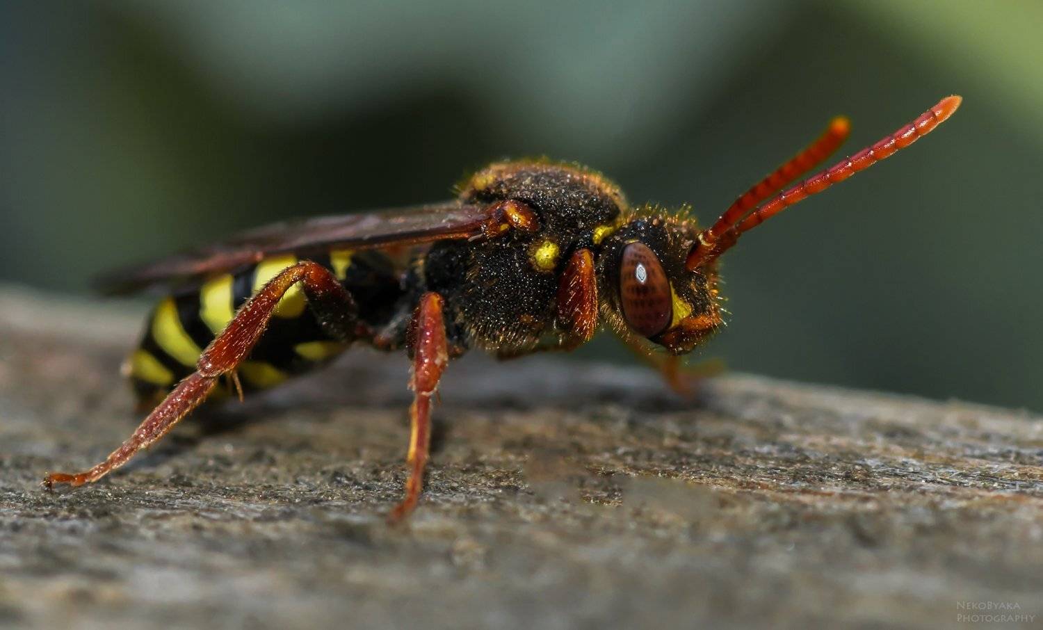 макро, природа, оса, насекомые, macro, nature, wasp, insects,, Тараненко Анжелика