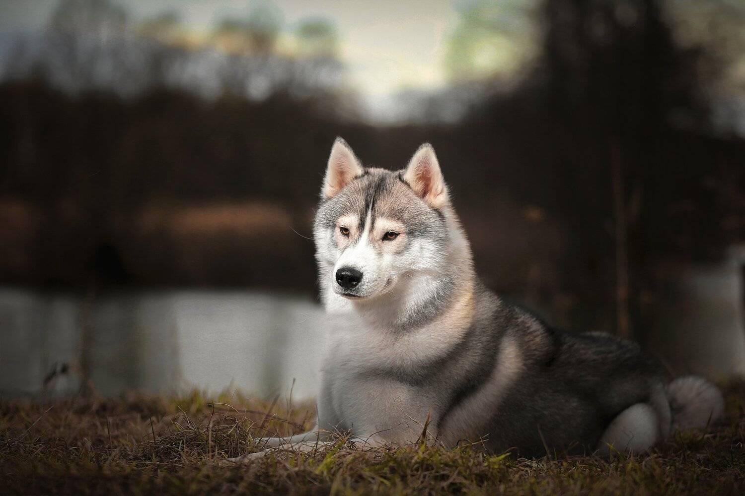 , Андрей Ершов