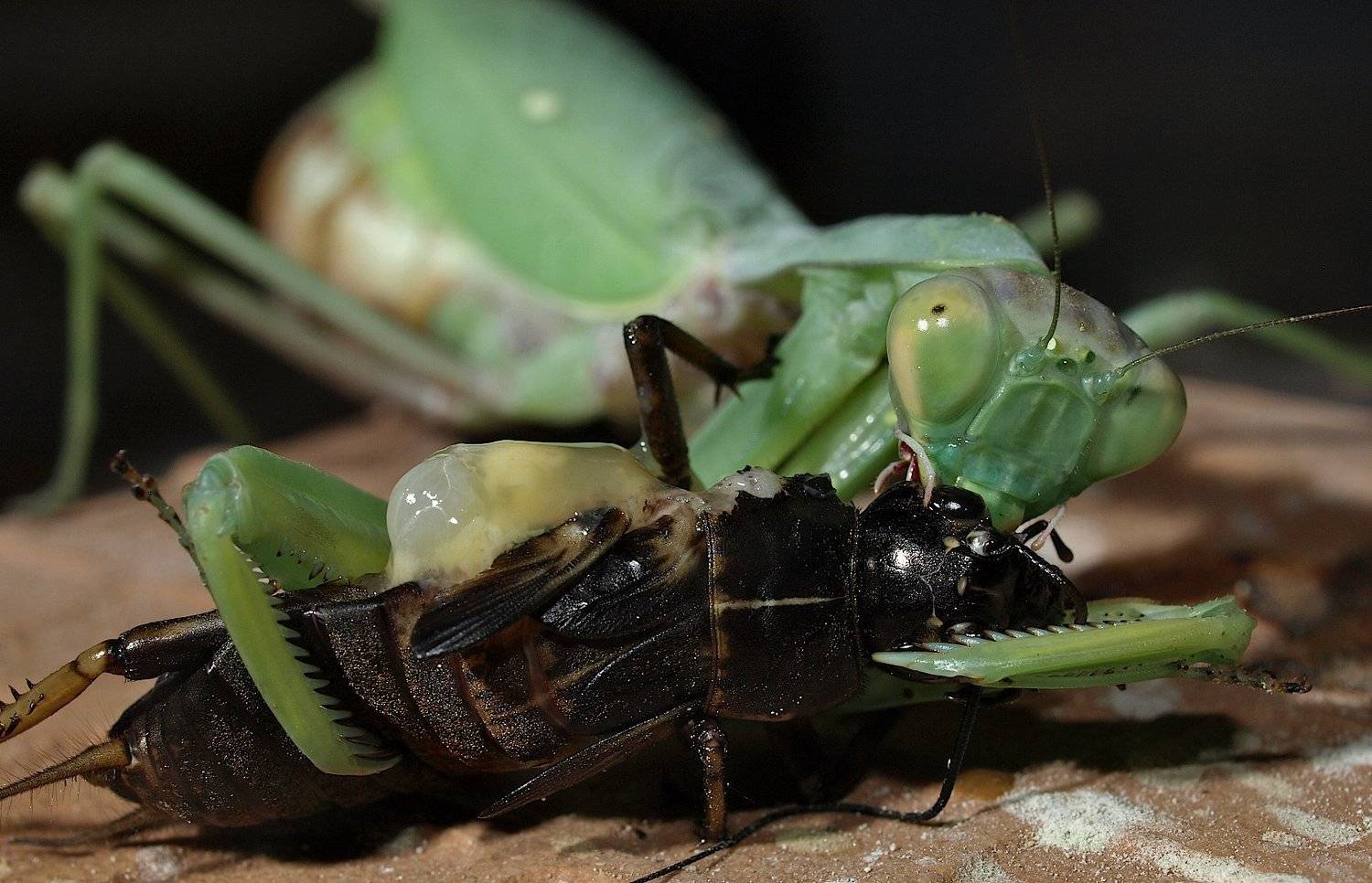 богомол сверчок, Александр Зорин