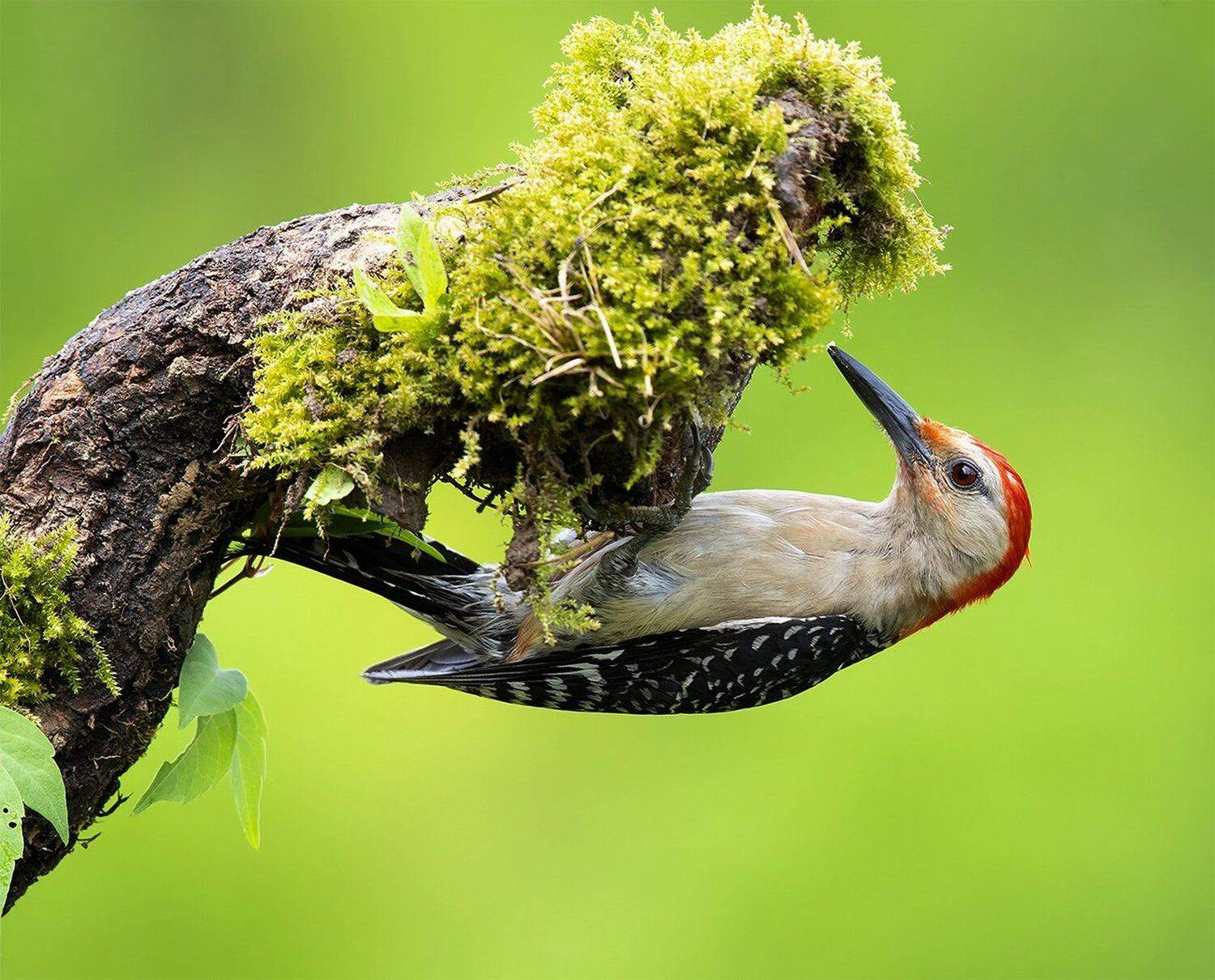 дятел, каролинский меланерпес, red-bellied woodpecker, woodpecker, Elizabeth Etkind