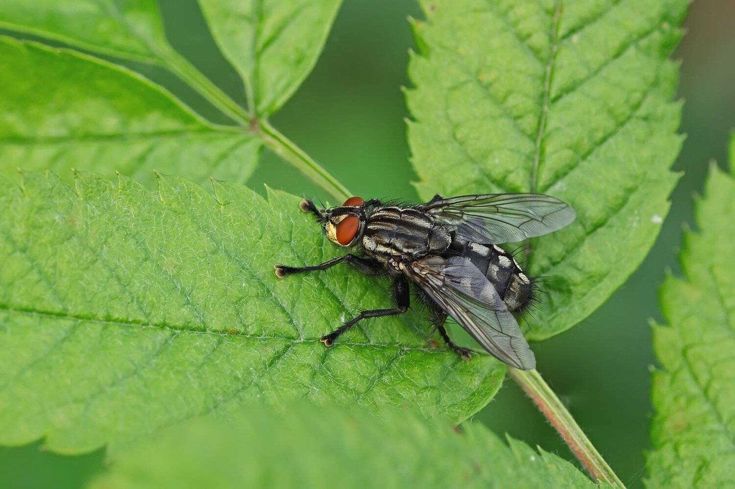 жук,лапы,глаза,свет,блик,солнце,муха,крылья,хвост, Юрий Котов