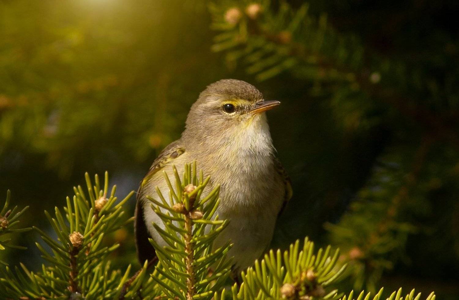 птицы,сеевер,пеночка - весничка,коми,печора,анималистика,birds,seever,turukhtan ,komi,pechora,animalism,, Игорь Триер