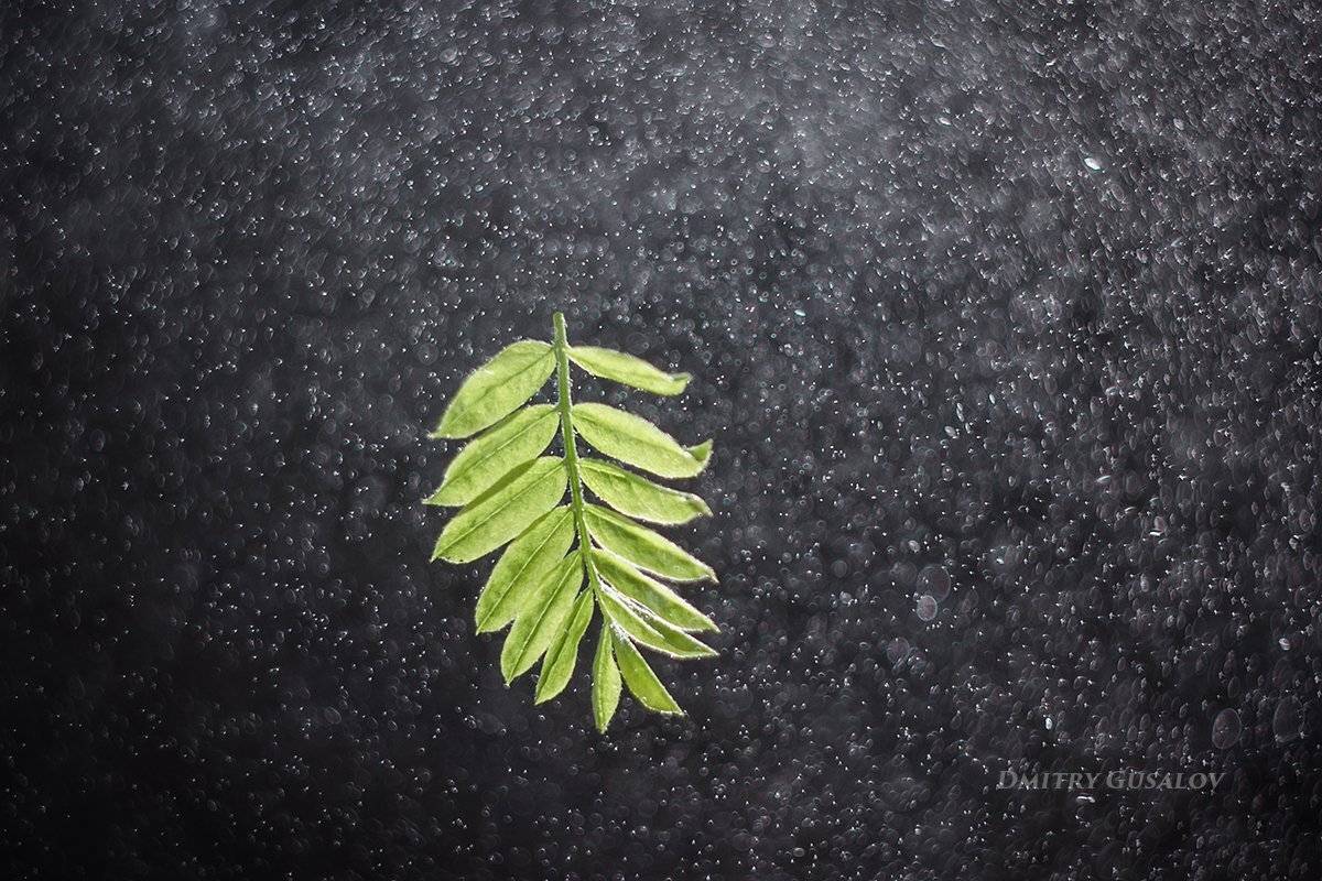 макро, природа, весна, макросъёмка, макрофотография, растение, цветы, листочек, Дмитрий Гусалов