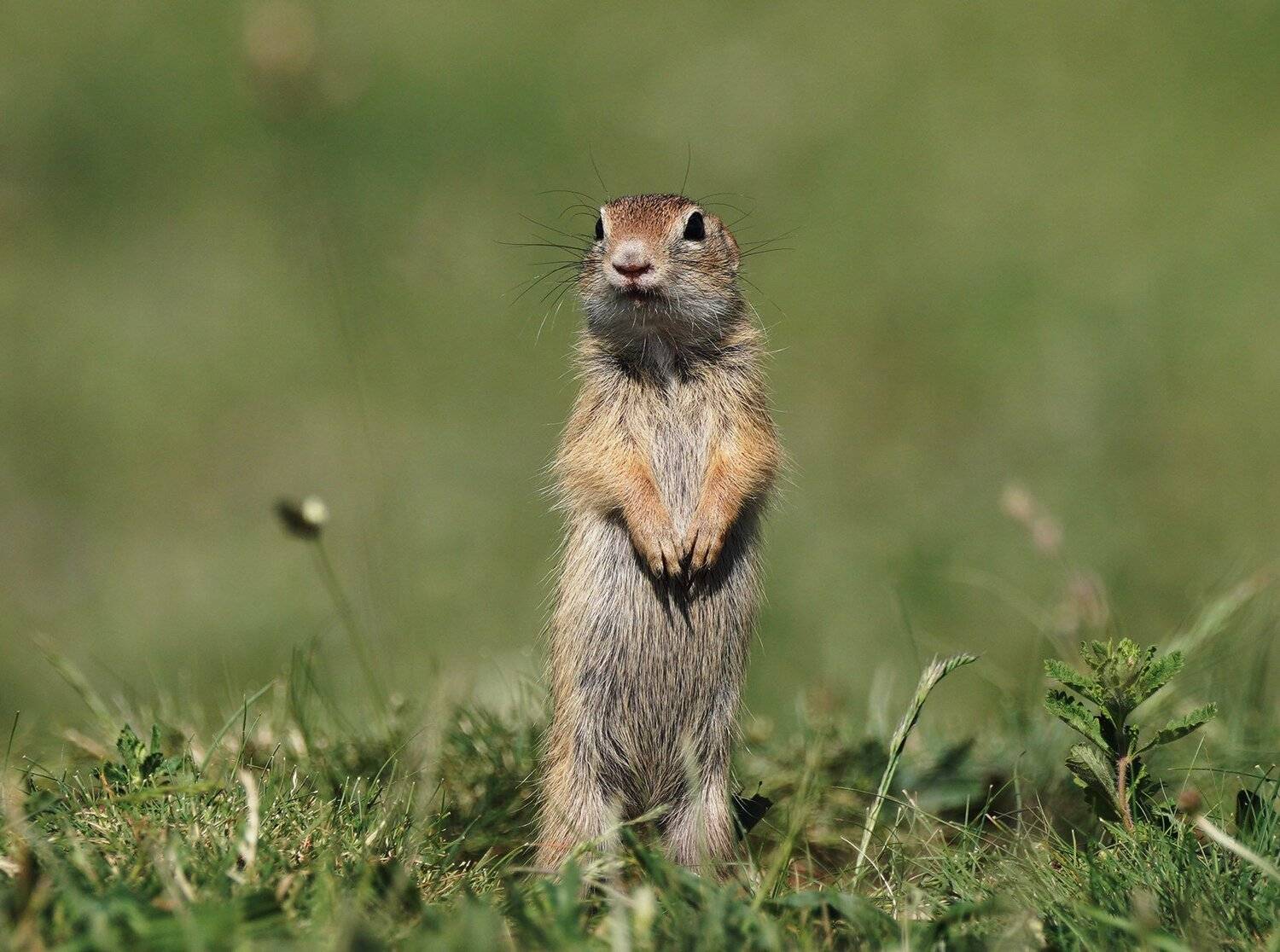 , Красимир Георгиев