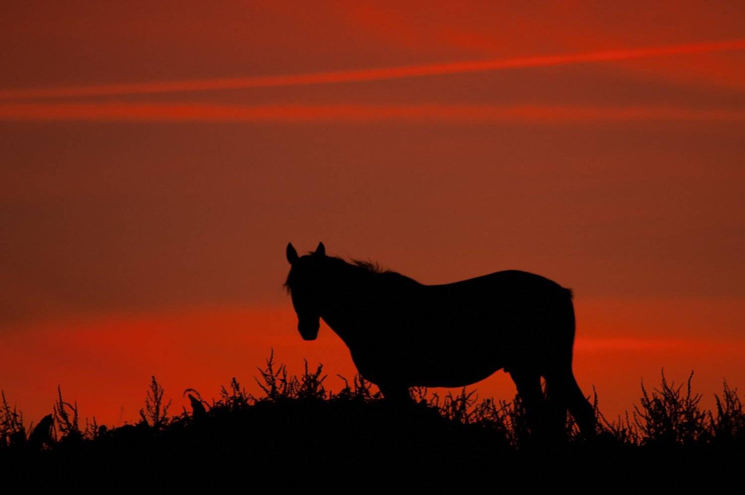 sunset;horse; sun; red;, Sib&eacute;