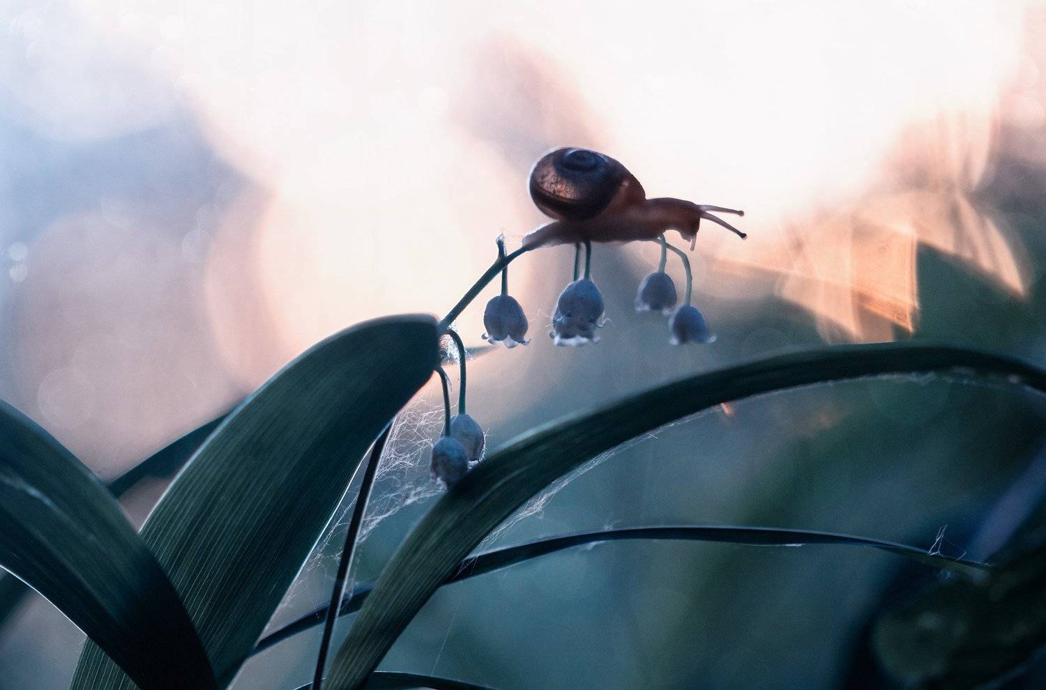 улитка, лес, закат, вечер, природа, ландыши, snail, nature, sunset, forest, lilies of the valley, Людмила Гудина