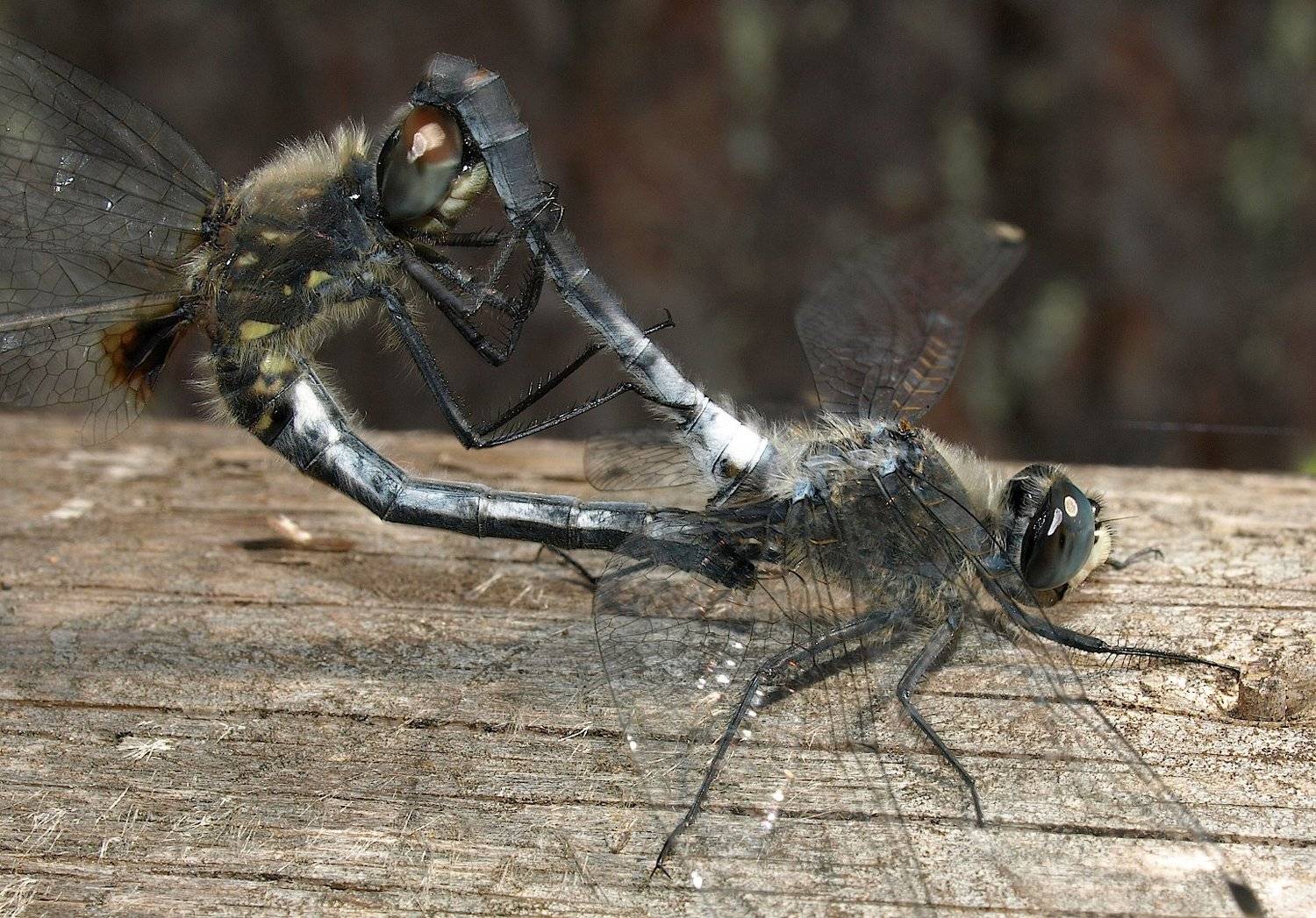 стрекоза, Александр Зорин