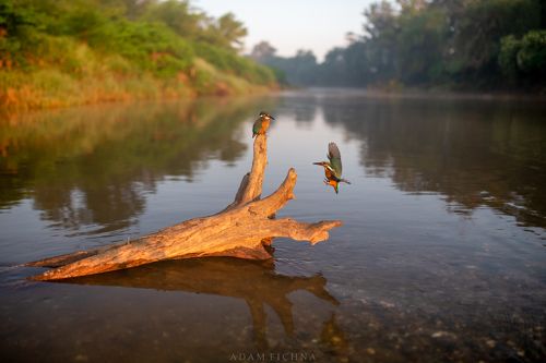 Kingfishers