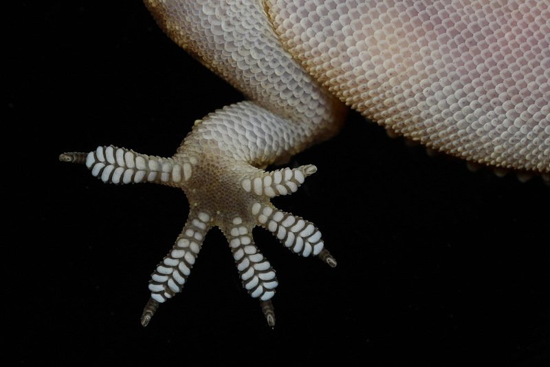 #gecko#leg#and#finger#details#macro#northcyprus Vantuz фото превью