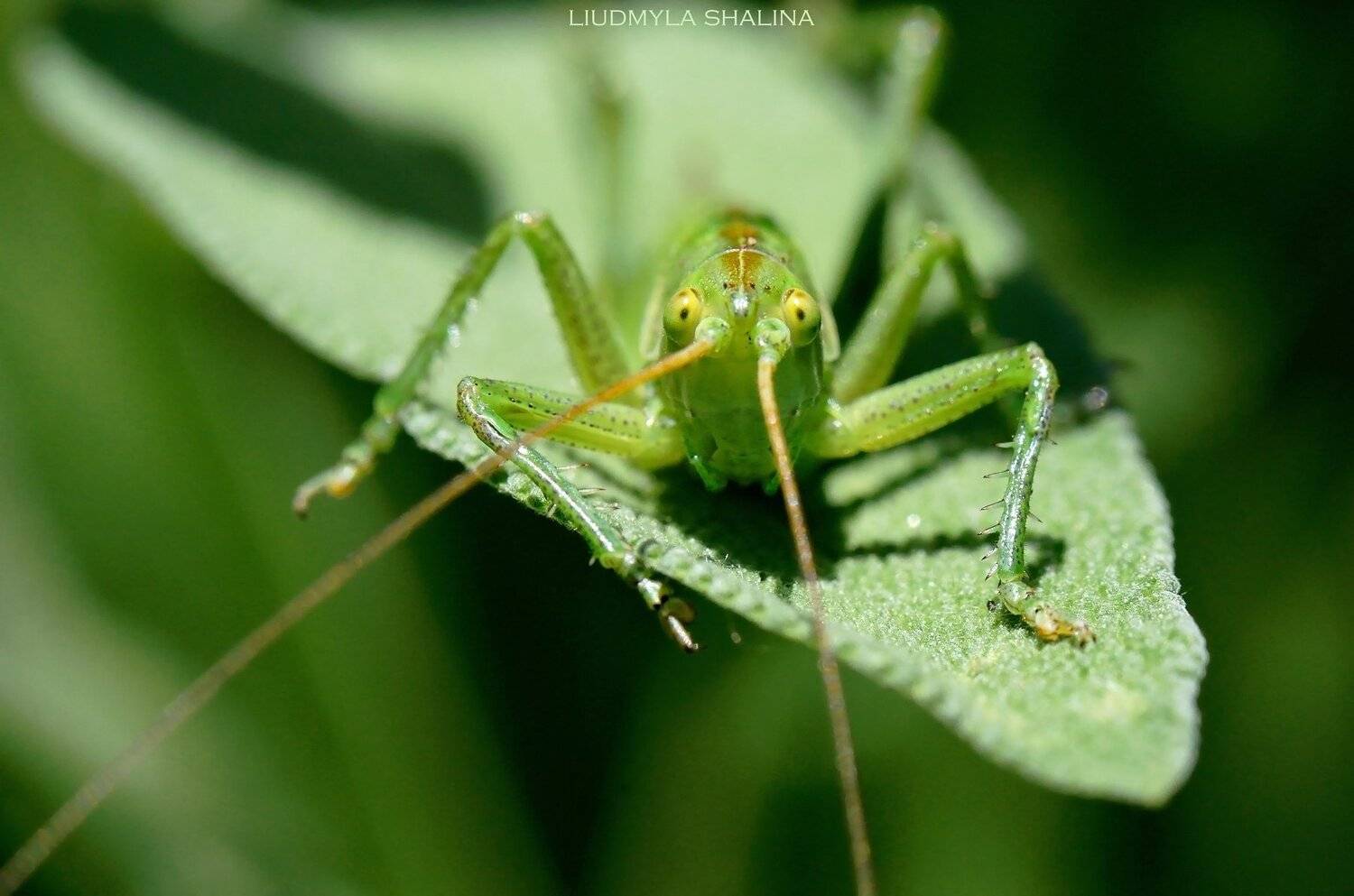 кузнечик , зелень , лето , глаза, Людмила Шалина