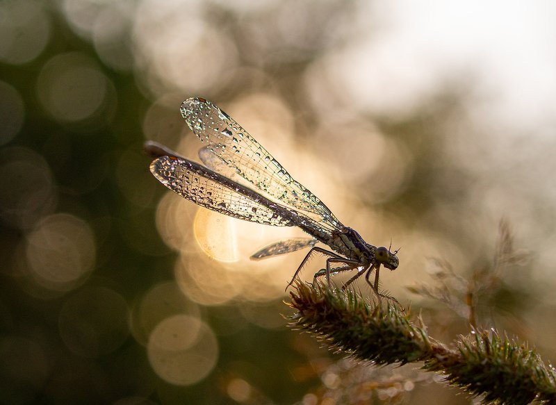 *** фото превью