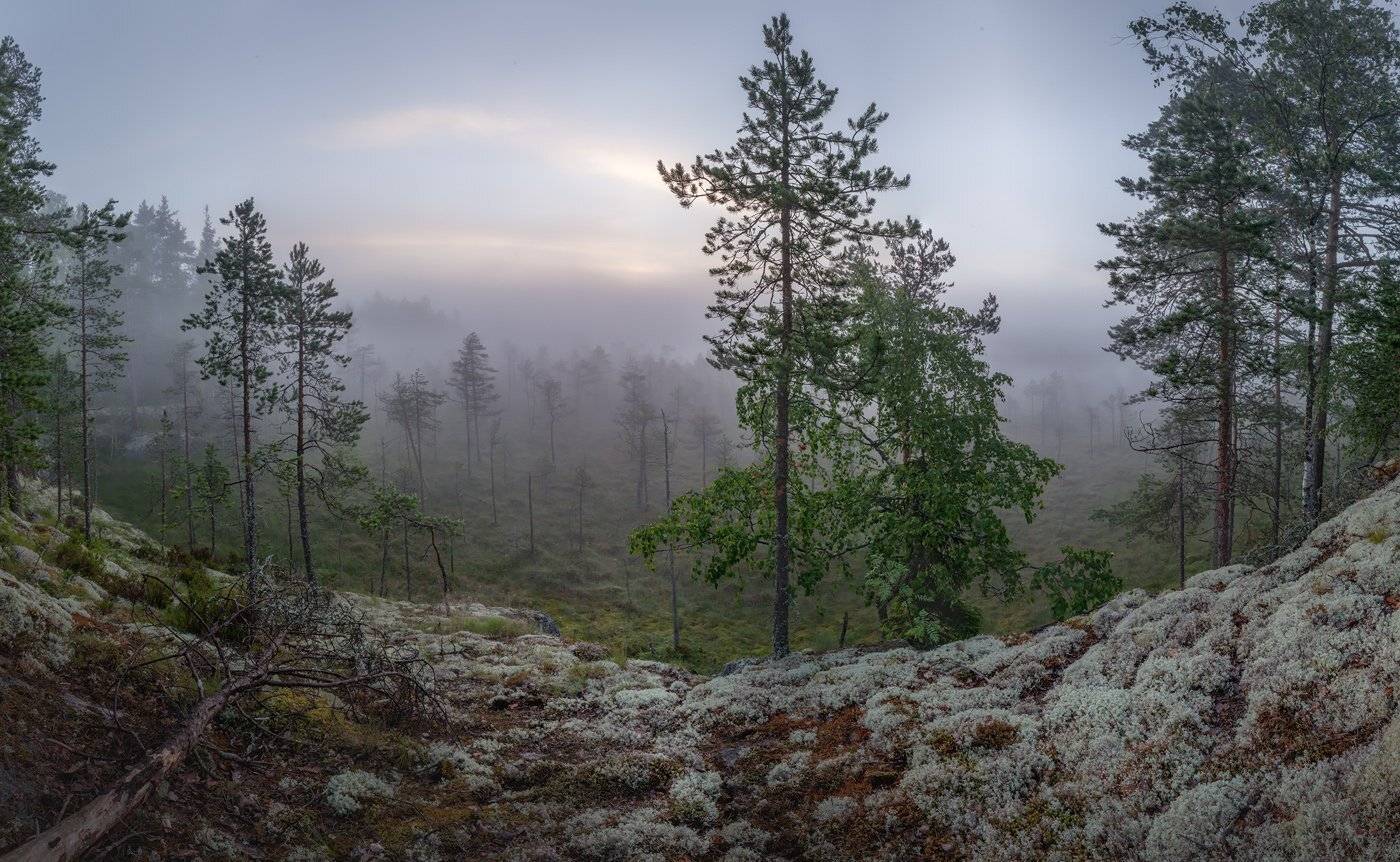болото, фототур, карелия , Арсений Кашкаров