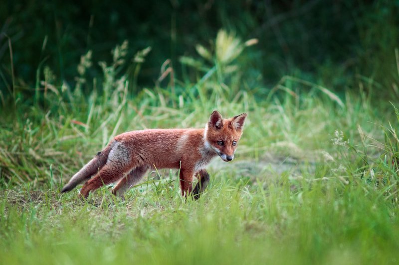 Fox фото превью