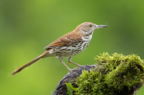 Коричневый пересмешник -Brown Thrasher