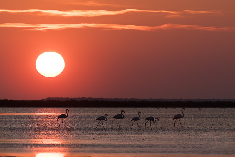 flamiingo;skylight;flamands;light;seacape Flamingo awaken фото превью