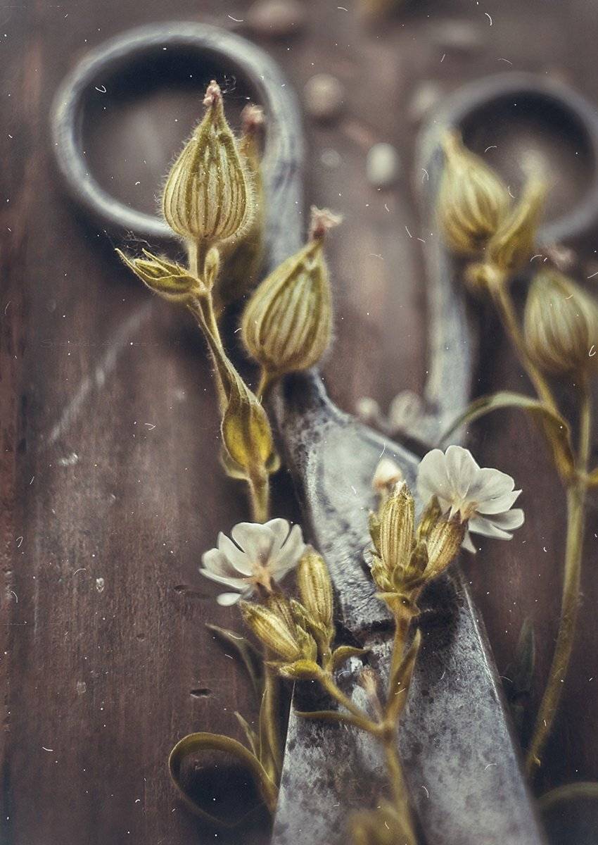 , Svoboda Andreeva