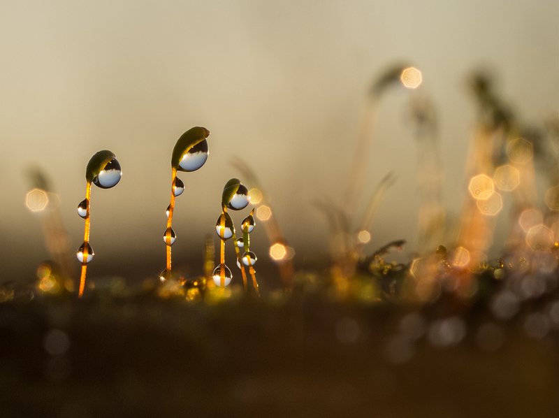 Астронавты фото превью