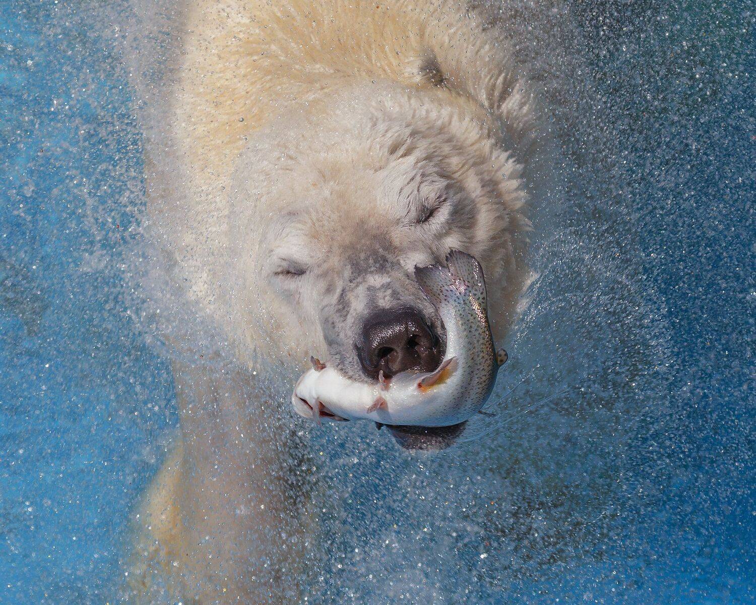 , Олег Богданов