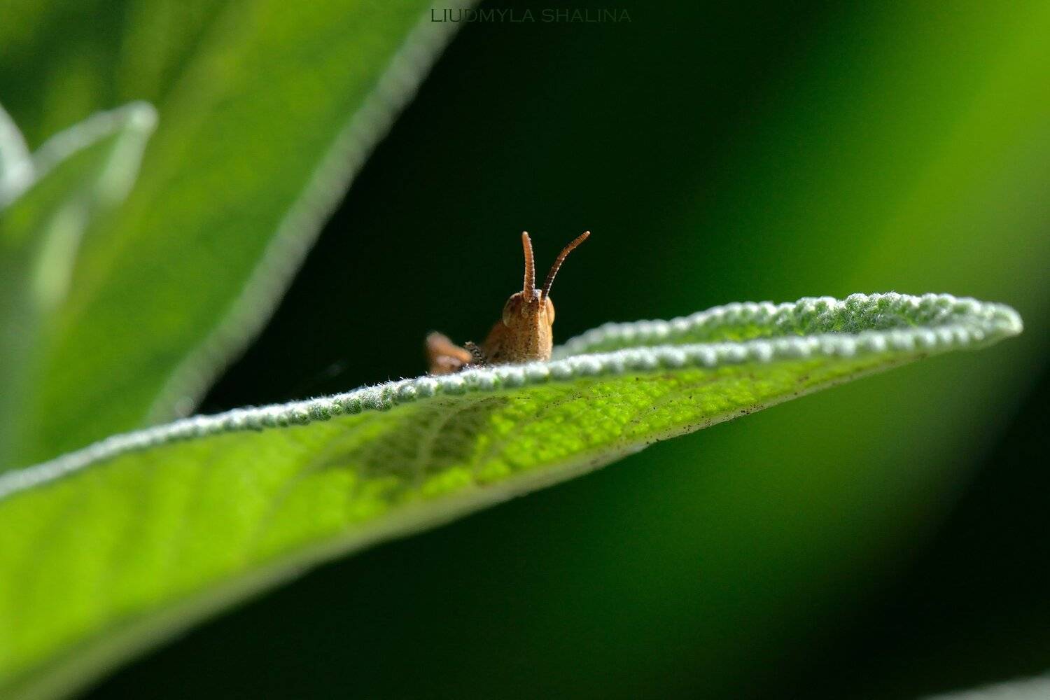 кузнечик , утро , свет , зелень , шалфей, Людмила Шалина