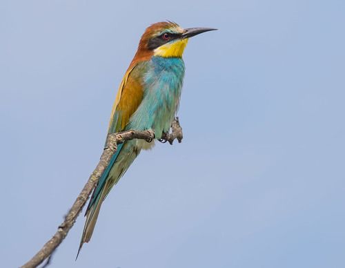 Золотистая щурка