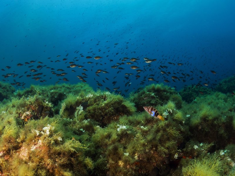 #Mediterranean , #Reefscape Mediterranean Reefscape фото превью