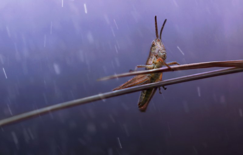 кузнечик, дождь, вечер, природа, макро, красота, насекомые, фотоохота Арфист фото превью