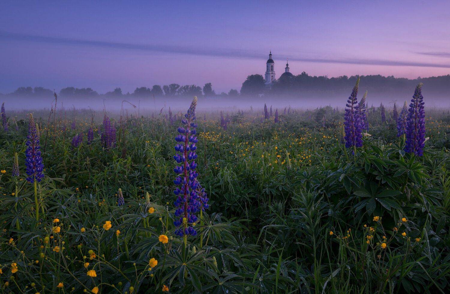 утро, рассвет, природа, туман, филипповское, Виталий Левыкин