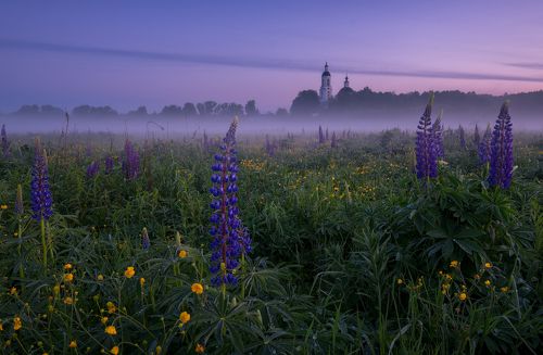 Люпиновое утро