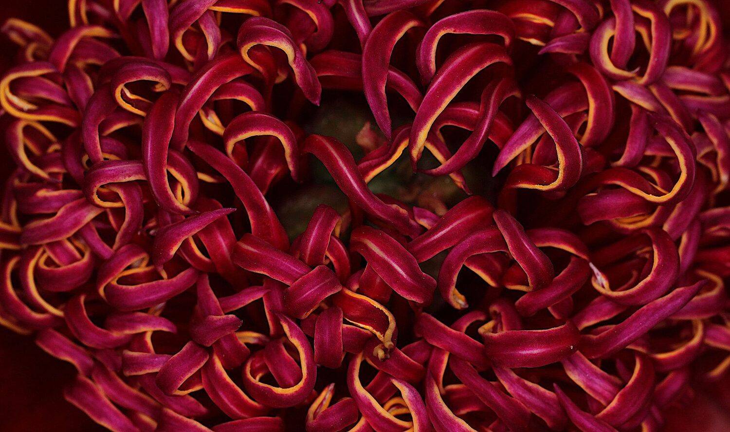 пион, цветок, стаминодии, Александр Зорин