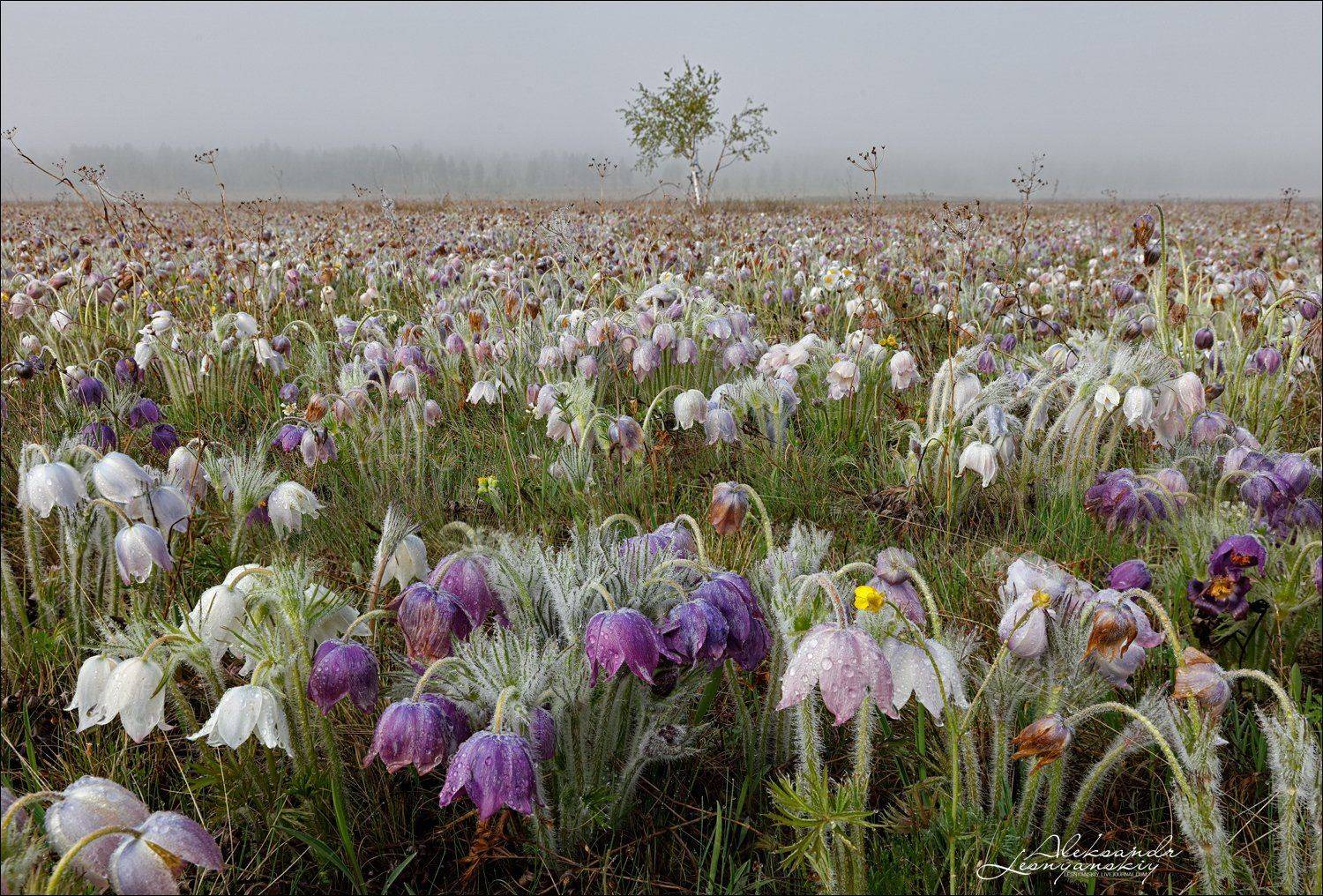 , Александр Леснянский