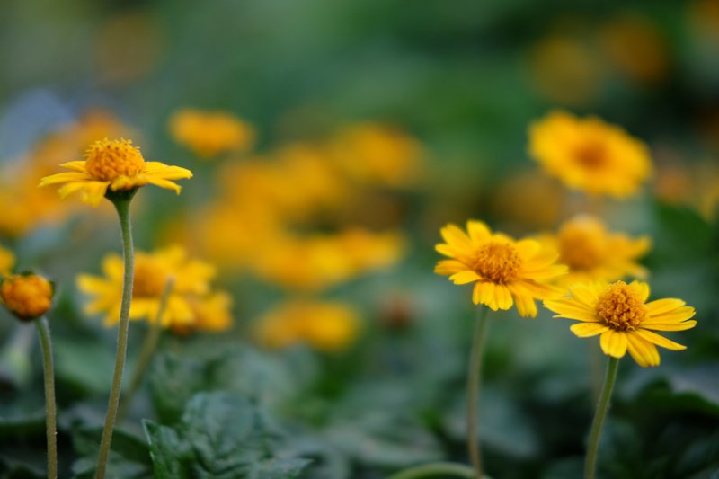 yellow/green фото превью