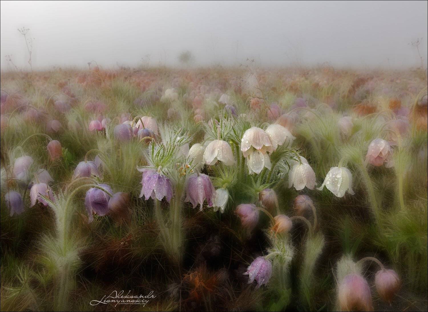 сон-трава, Александр Леснянский