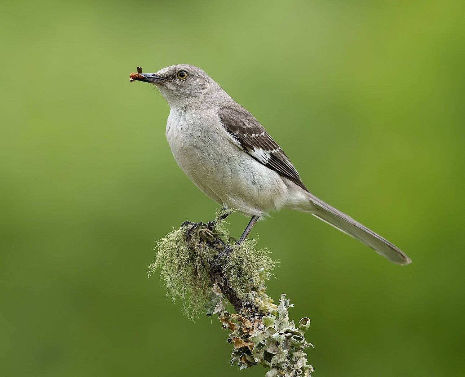 многоголосый пересмешник, northern mockingbird,  mockingbird, пересмешник, Elizabeth Etkind