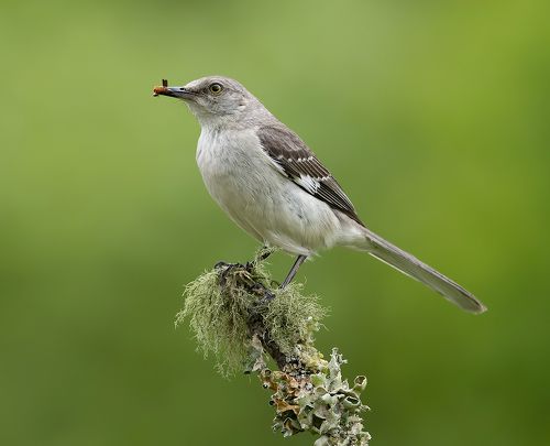 Многоголосый пересмешник - Northern Mockingbird