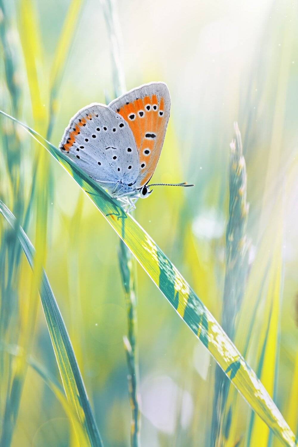 бабочка,лист,трава,солнце,крылья,свет,блик,цветок, Юрий Котов